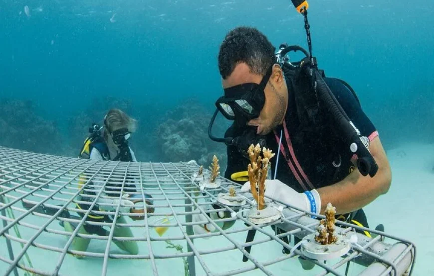 Fiji Sailing Trip | Sabre Fiji Sailing Day Trip