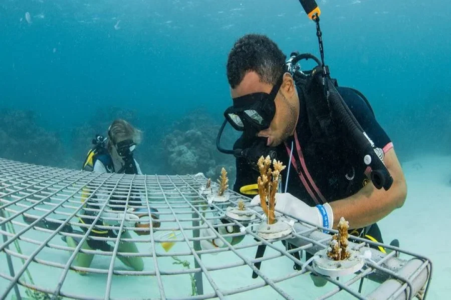 Fiji Sailing Trip | Sabre Fiji Sailing Day Trip