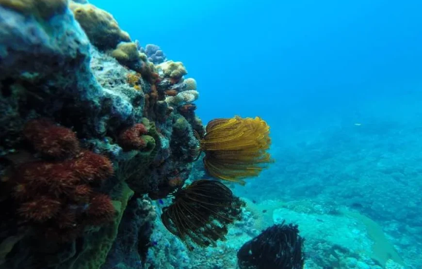 Beqa Lagoon 2 Hour Snorkeling Day Tour